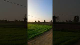 Mera pind 🤩😍🥰 #punjabi #nature #shortvideo #viralshort #nature #birdlovers #love