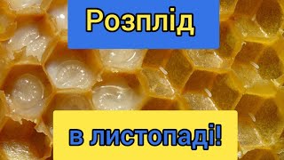 Що робити з розплодом в листопаді?