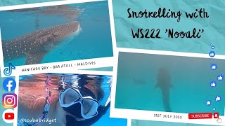 WHALE SHARKS AND MANTA | MALDIVES | HANIFARU BAY | BAA ATOLL | UNESCO BIOSPHERE | SNORKELLING