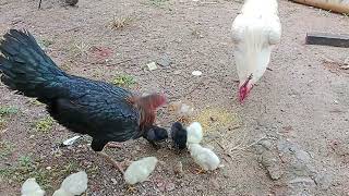 anak ayam kampung baru netas point 9 ekor