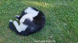 Funniest Animals! Funny Cats! The cat is playing with its leg. Don't try to hold back Laughter! Cat