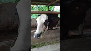 Sapi Jumbo#limosin #shortvideo