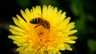 Bitė renka nektarą iš pienės žiedo.  Bee collects nectar.