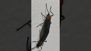 This is how flies love each other #insects #youtubeshorts  #love#shorts#like #subscribe