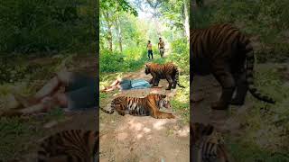 Open tiger attack catching jungle VFX funny 😱🤣 my village jungle #tiger #animals #trending #wildlife