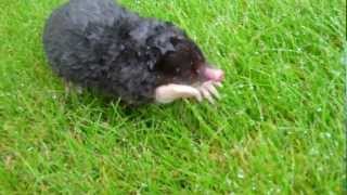 There's a mole on my lawn