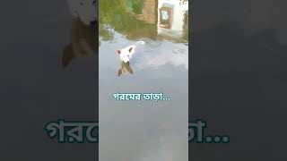 গরম এর জন্যে জলে নামা # animals #doglover