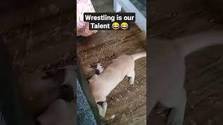 Female Wrestling 😂 #shortsfeed #shortsvideo #cute #doglover #viral #youtube #shorts #short