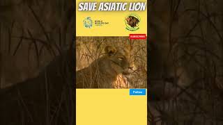 Tracker of Sasan Gir | World Wildlife Day | #wwd2022 #worldwildlifeday2022 #savelion #shorts #gir