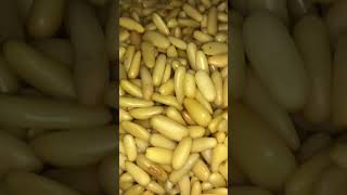 Chilgoza Ke Fayde | Pine Nuts Benefits | Chilgoza K Fawaid |Chilgoza Khane Ka Tarika in urdu/hindi