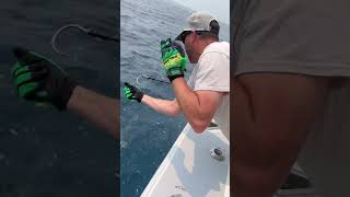 Tuna Fishing #fishing #fish #offshorefishing #tunafishing #yellowfintuna #squid #tuna #mahi #bait