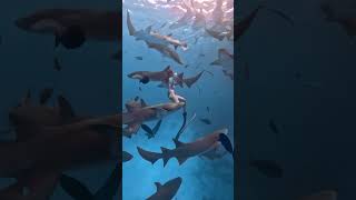 Diving with Nurse Sharks