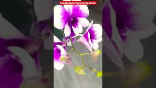 Dendrobium Yaya Compactum Orchid