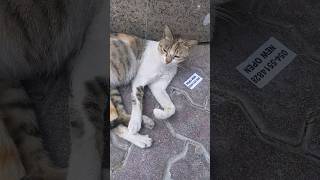 Sweet street cat #cat #sweetcat #viral #shorts #short #trending #shortvideo #travel #food #tips