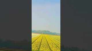 Beautiful Daffodils flower field#flowers #flower #daffodils #shorts #short#flowerfield