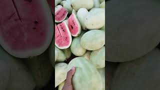 bottle gourd types Watermelon 🍉 In Saudi Arabia #bottlegourd #watermelon #fruit #saudiarabia #viral