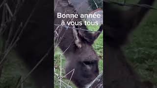 Bonne année 2024 abonnez-vous c est gratuit