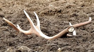 Zrzuty jelenia, ladna tyka na polu / Nice red stag antler on the field