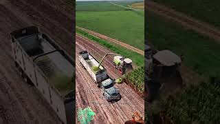 Discover the Cutting-Edge Agricultural HarvestingMachine#AgriculturalInnovation#HarvestingTechnology