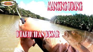 Seru²nya mancing udang ikan monster yang nyambar @MandauTV