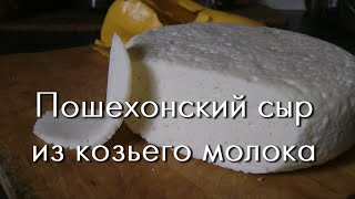 Твердый сыр дома - Пошехонский из козьего молока