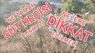 Süt Keçisi Ne Zaman Alınabilir?~Alırken Nelere Dikkat Etmeliyiz?