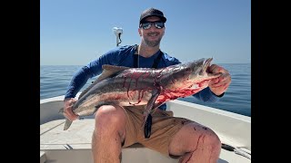 Two Cobia On Live Pins & Grunts 8 Miles Out Of Sarasota