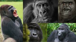 20 Weird  Facts About Gorillas You Won’t Believe! #facts #wildlife #gorilla #weirdanimals #science