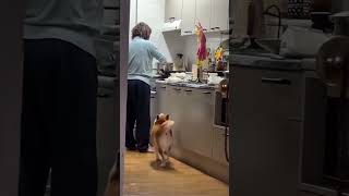 Funny Dogs 🐶🐶 Episode26 #shorts