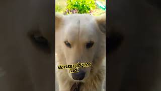 não passa esse vídeo💙 #dog #viral #video