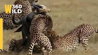 Story of Cheetah vs Wild Beast Best Hunting attack Moments Compilation 🐆