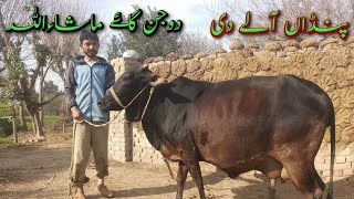 top class gay pinda di||khubsurti gaon mashallah||Whatsapp number03316731253