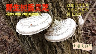 野生平盖灵芝 Ganoderma Applanatum. 它是白灵芝吗？ 为什么说它比红灵芝还有效？北美有大量的这种纯天然的野生灵芝还没有被开发。