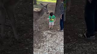 #funny #fail #deer #viralcajun #shorts