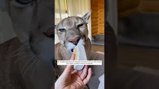 A family rescued an injured mountain lion and nurtured it by their love #animals #shortvideo