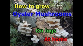 How to grow oyster mushrooms on logs at home