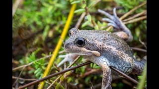 Frogs of the Mallee Catchment