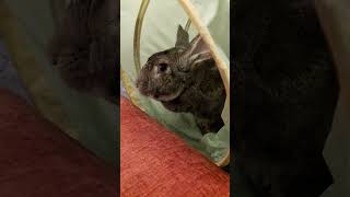 Flemish Giant Rabbit Is Obsessed With His Tunnel #shorts #flemishgiant #rabbit