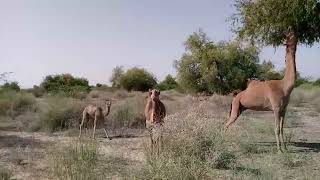 #beautiful #camel #video #viral