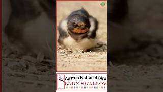 🇦🇹 Discover Austria's National Bird in 7 Seconds! || #austria #nationalbird #birds