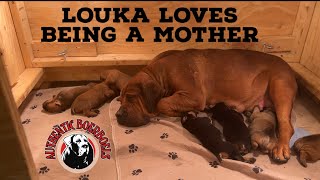 South African Boerboel Louka loving motherhood