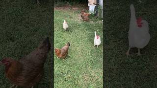 Why you should get chickens! #shorts