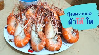 กุ้งสดจากบ่อ หวาน สด ตัวโต๊ โต