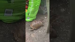 Box Turtle in the Container Garden August 14, 2022