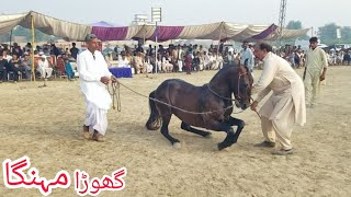 mangha | haji Anwar kharal horse dance rord | mela peer shah