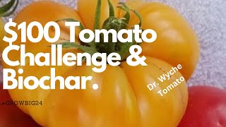 Using BIOCHAR to grow Dr. Wyche Tomato // $100 Tomato // #GrowBig24 Entry Video