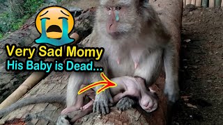 🔴Momy monkey sad | Monyet sedih anaknya mati