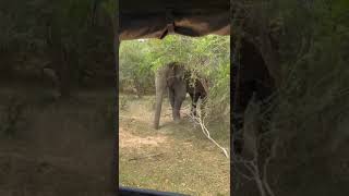 Lonely Elephant trying to attack safari jeep in Kumana Sri Lanka