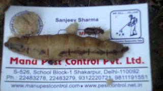 Termite Control Service in India 91-9811191551