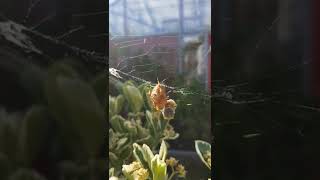 spiderman in Natur Hunting bee spiders Spinne jagt Bienen